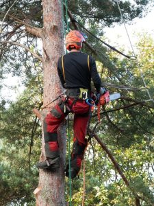 Tree Surgeon