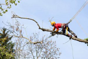 Tree Surgery in Kent